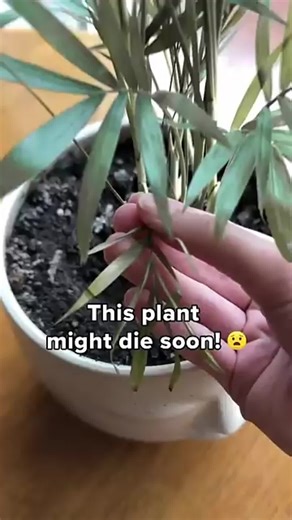 Identify yellow leaves, root problems, or pests through smart camera diagnosis