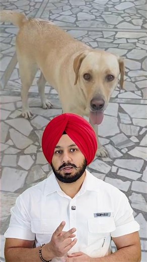 Please Adopt These Rescued Labradors — They Deserve a Family