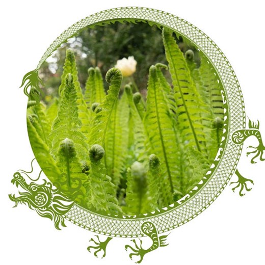 The Dragon Effect: How to Release Stiffness and Move With Ease This Spring