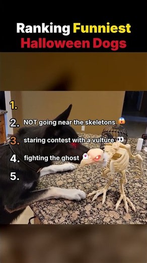Ranking the FUNNIEST Halloween Dogs! 🎃🐶