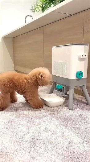 This Smart Puppy Figured It Out All By Himself! 🐕😍