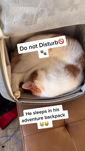 Understanding Cat Behavior: Why Cats Sleep When Bored