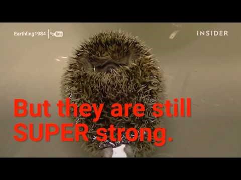 Hedgehogs can roll up and float like a boat