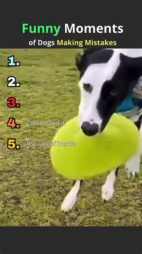Ranking of Funny Moments When Dogs Mess Up | That’s a failure I can’t even imagine, lol.