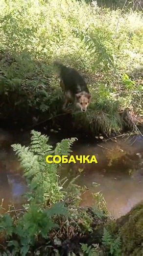 Вот такая фигня собачка. Автор видео: @16dimon94 Cмешные комментарии. #мемас #мемы