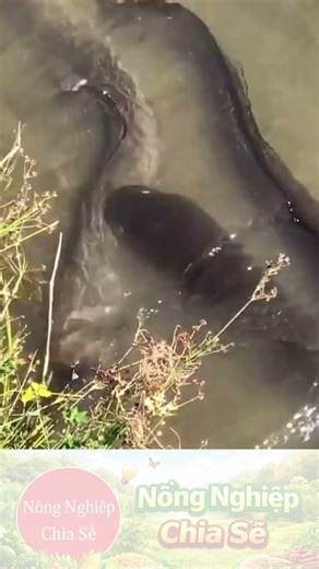 Tưởng Hiền Lành… Ai Ngờ Lươn Cũng Có Màn đánh nhau kìa!!