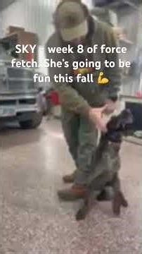 14 month German Wire Hair Sky in week 8 force fetch training. She’s doing great! #dogs #dogtraining