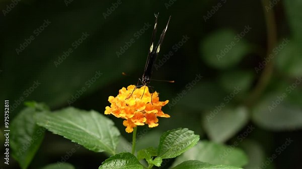 Heliconius doris, Doris longwing, butterfly from Costa Rica in Central America. Heliconius, beautiful insect sitting on the green leave in the nature. Butterfly, wildlife nature.