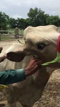 Applying Cow Ear Tag