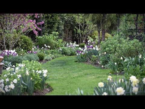 Weekly Garden Walk n' Talk / Spring Flowering Bulbs Before & After a Freeze 🌹🥶
