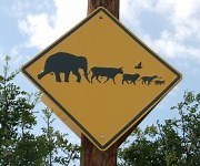 Stop the 'man swarm,' save the wild world