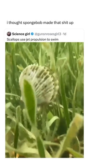 88K views · 694 reactions | "Scallops swim using jet propulsion produced by expulsion of water from between the valves by rapid contraction of the adductor muscle. The valves are subsequently opened by a ligament that acts like a spring mechanism. Compared with burrowing or sessile bivalves, scallops have ligaments with greater resilience." -From #bioone | Bad Science Jokes | Facebook
