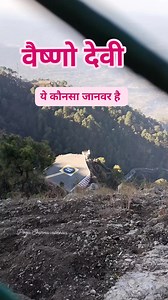 1.3M views · 5.9K reactions | Vaishno devi sanjhi chhat ye kounsa Animal hai  . . . . . #vaishnodeviyatra2025 #vaishnodevilatestyatra #katravaishnodevimata #bhaktireels #fbreelsfypシ゚ #reelviralシ #fbreels #fbreelsviral #trendingreels #vaishnodeviupdate Daily Yatra vlogs Mata Rani Darshan | Pooja Sharma Vaishnavi | Facebook