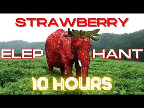 Strawberry Elephant 10 Hours