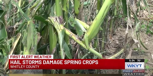 The effects large hail can have on crops