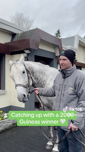 Phoenix of Spain: A Star Stallion at Irish National Stud