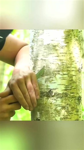 4 years Building a Primitive Log Cabin - Roof Design made of natural ... | Mrr Davidson