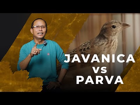5 EASY CHARACTERISTICS TO DIFFERENTIATE BETWEEN BRANJANGAN JAVANICA AND PARVA
