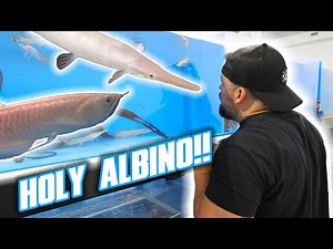 ALL OF THE AWESOME FISH WE HAVE *RIGHT NOW* AT PREDATORY FINS! FULL STOCK VIDEO! - PART 2