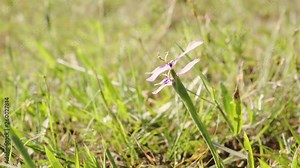 Herbertia (Herbertia lahue) flowers growing in Texas, side shot of beautiful twin flowers on bright sunny day 4k