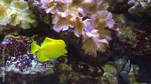 Bright yellow tropical fish in coral reef landscape, Red Sea