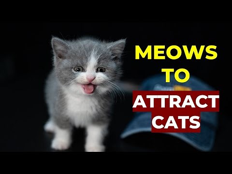 Kitten meows to ATTRACT CATS! Make Your Cat Come to You