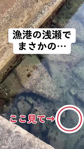 巨大タコ釣りに挑戦する！エギングライブ配信