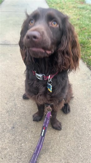 Coco got Disney knees #positivereinforcement #lrl #fyp #dogtraining #dogs