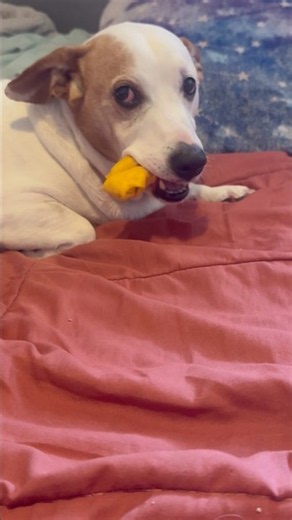 Can’t keep a good dog down! #fyp #doggo #dogshorts #cute #funny #goodboy #olddogs