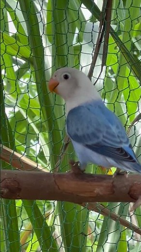 Colorful Lovebirds World 🥰💚#aviarylife#lovebirds#nature #birds