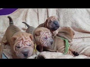 shar-pei babies 2.5 weeks crying for mommy
