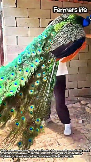 Unbelievable Peacock Catch and Stunning Display! #worker #process #feather #beauty #birds