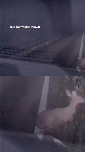 Watch: 'Dead' Deer Wakes Up, Sends Texas Deputy Screaming In Hilarious Video