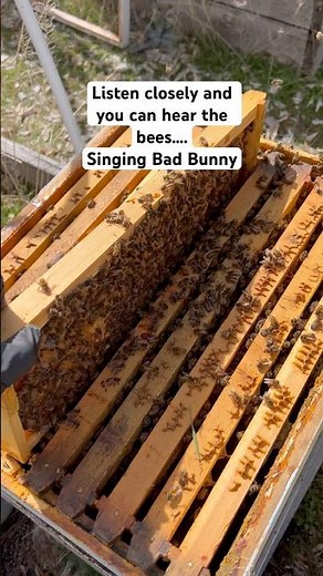 Early Spring Hive Check | I Was Surprised