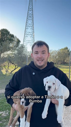 Estos cachorros de bóxer están disponibles para adopción. Si quieres adoptar a Timón o Pumba , escríbenos a adopta@fundacionanimalrescue.org | Fundación Animal Rescue
