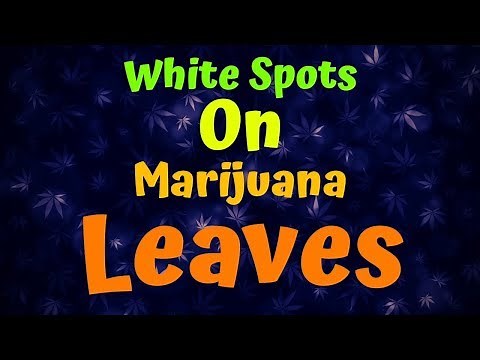 White Spots On Marijuana Leaves
