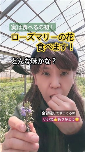 ローズマリーの花を食べてみたら?!#ハーブ番長 #ハーブ農家 #作業着女子