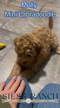 Training a Mini Labradoodle potty and leash training