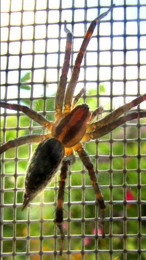 Grass Spider AKA Funnel Weaver 🌱 Animal Fact Files #facts #animals #wildlife