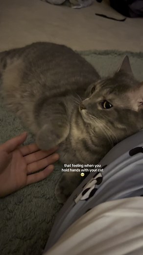 Heartwarming Moments with Your Cat