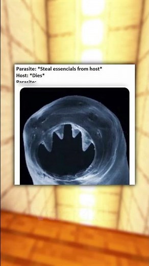 Funniest Memes