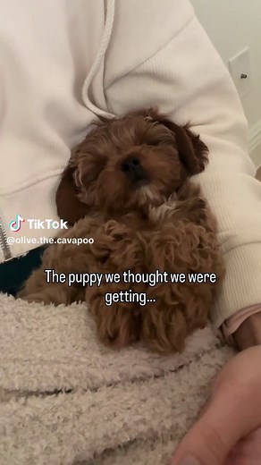 Funny Throwback Moments of a Crazy Cavapoo