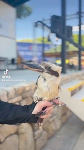 Today is your final chance to check out the exotic animals featured in the Pacific Animals Production Show down at Headliner Stage! 🐍🦜🦝 | California Mid-State Fair