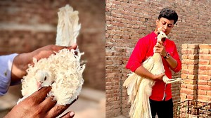 5.6K views · 179 reactions | Alien Kabootar Aur White Moor 連️ #100kaamhain #egg #choza #youtube #pets #vlog #viral #vlogger #incubator #parrotlovers #petcare #diy #indian #chozha #viral #vlogger #parrots #hobby #incubator #urdu #india #pets #vlogs #vaccine #parrotlife #hatchery #dehat #gaon #village | 100 Kaam Hain | Facebook
