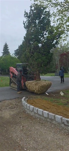 tree planting and plan view high end custom home
