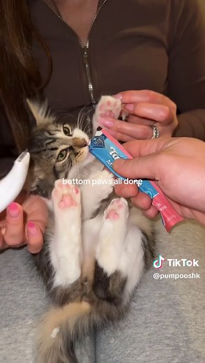 How to Trim Hair Between Cat Paw Pads: First-Time Kitten Paw Trim