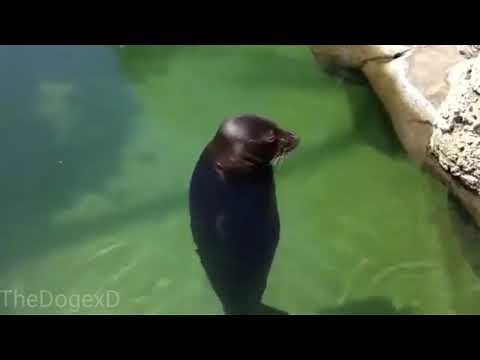 Foca girando en el awa con música kawaii de fondo por 1 hora
