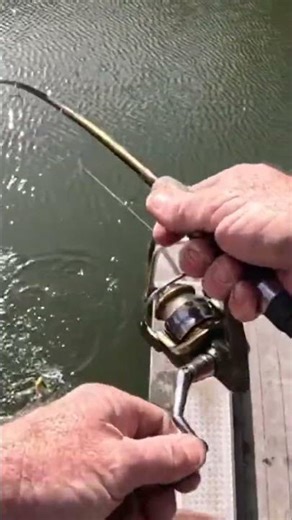 Ah, the sound of a FISH PULLING DRAG #fishing #pondfishing #bluegill