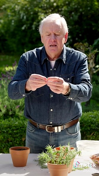 Making cuttings of lavender is dead easy! #propegating #lavender #cuttings #plantsoftiktok #plants #greenthumb