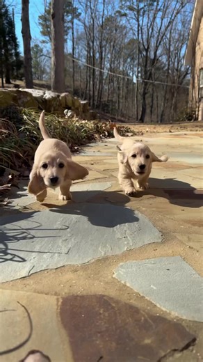 Cream Puffs Exploring the World